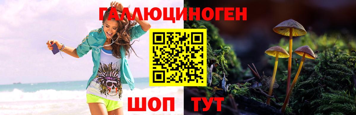 Галлюциногенные грибы Psilocybe Рославль